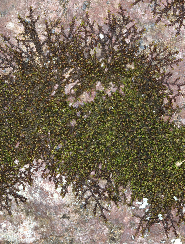 Frullania inflata